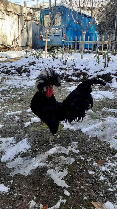 Голландкая белохьхлый.  (Голланка)