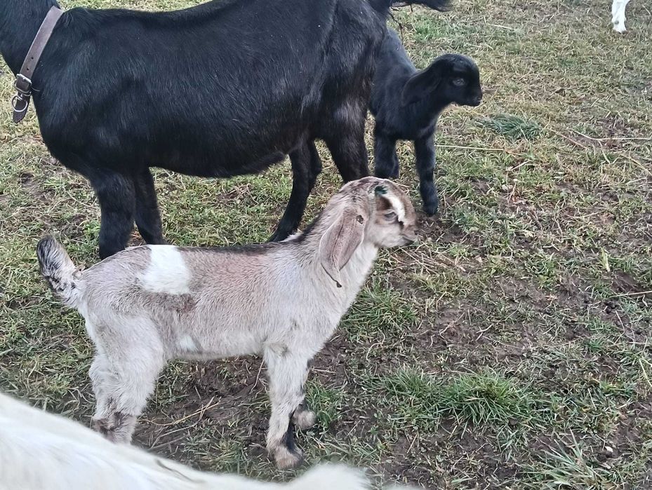 Vând tapisori anglo nubian și metis anglo nubian cu sannen