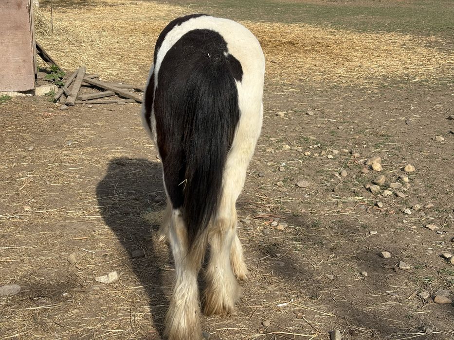 Vand manz Irish Cob(gipsy vanner)
