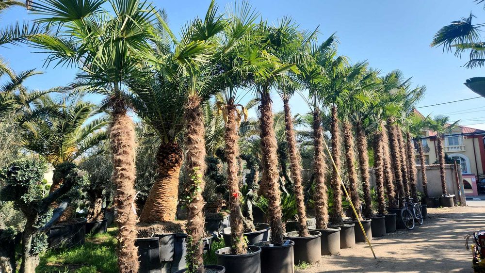 Palmieri rezistenti iarna 1000 disponibili pe stoc livrare rapida toata tara