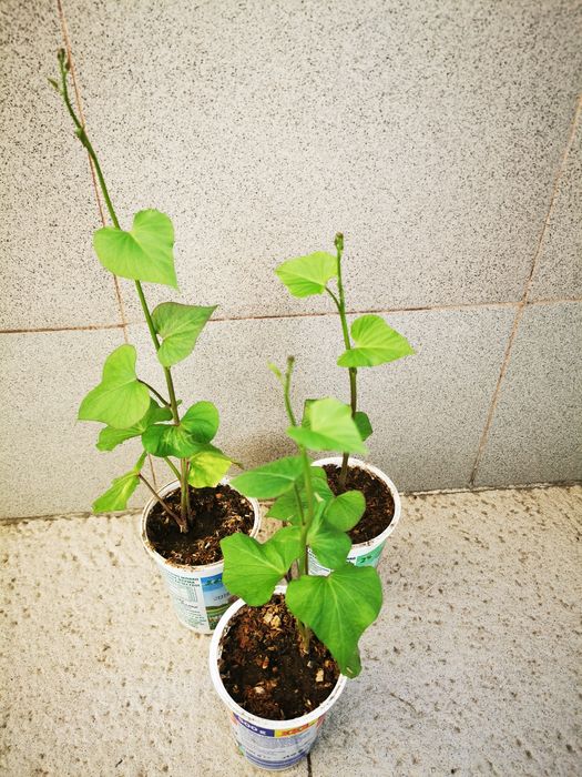 Разсад батати (сладки картофи)