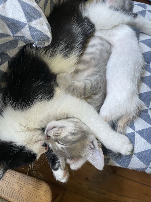Подаряваме котенца