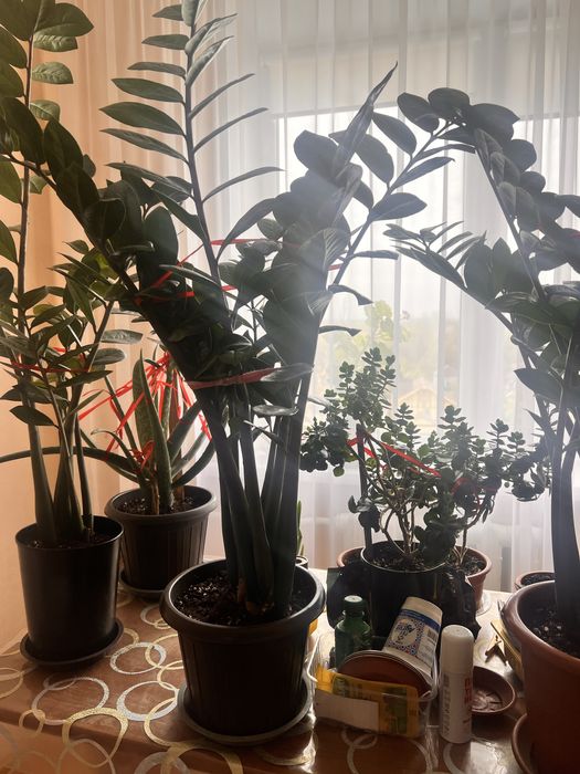Комнатные растения не дорого