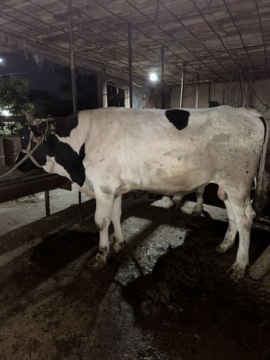 Qurbon xayit ga  ehson qilaman digan okala uchun