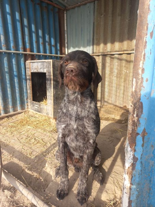 Продам чистокровного Дратхаара !