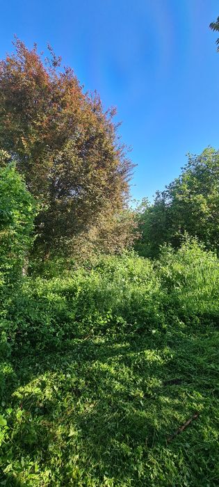 Servicii complete cosire defrișare și eliminare a ambroziei tocare