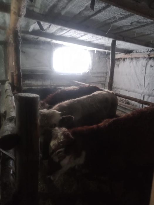 Продам подсосных бычков и телок