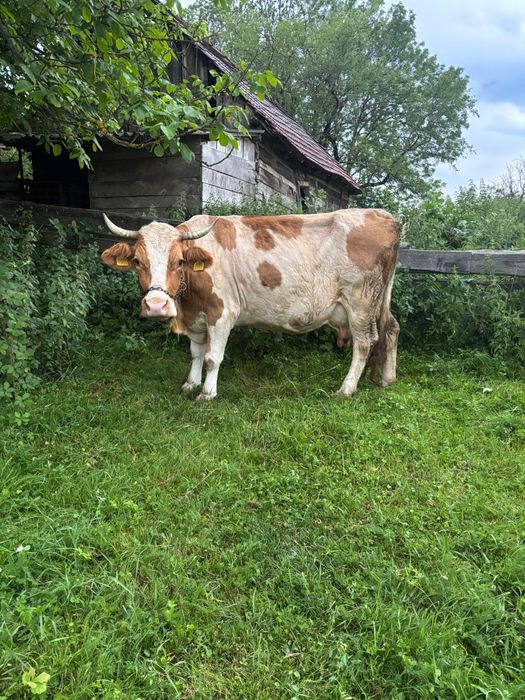 Vând vaci
Gestante una de 3 lui iar unu de 2