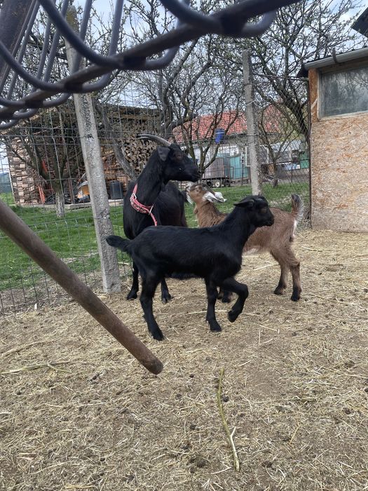 Capra metis de alpin cu anglo nubian cu un ied si o iada