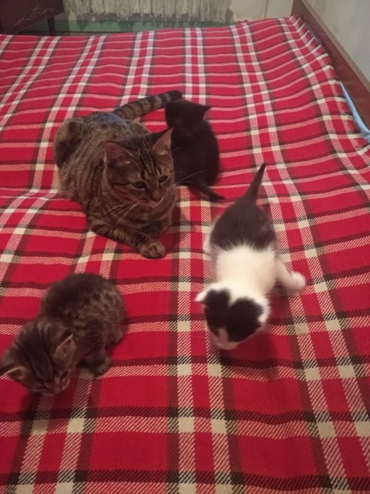 Отдаю котят порода благородная