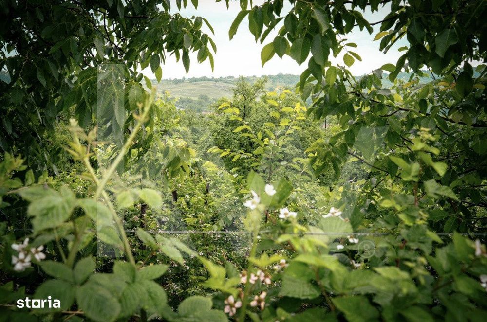 Domeniu de aproape 8.000 mp in inima Transilvaniei | Delenii, Judetul
