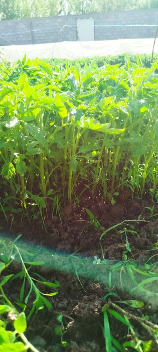 Har xil turdagi ishonchli koʻchatlar