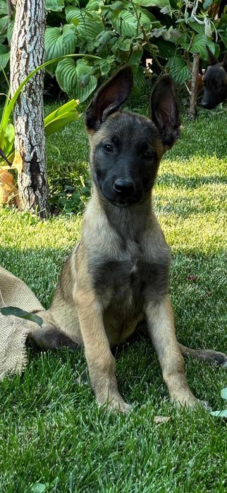 Ciobănesc Belgian Malinois