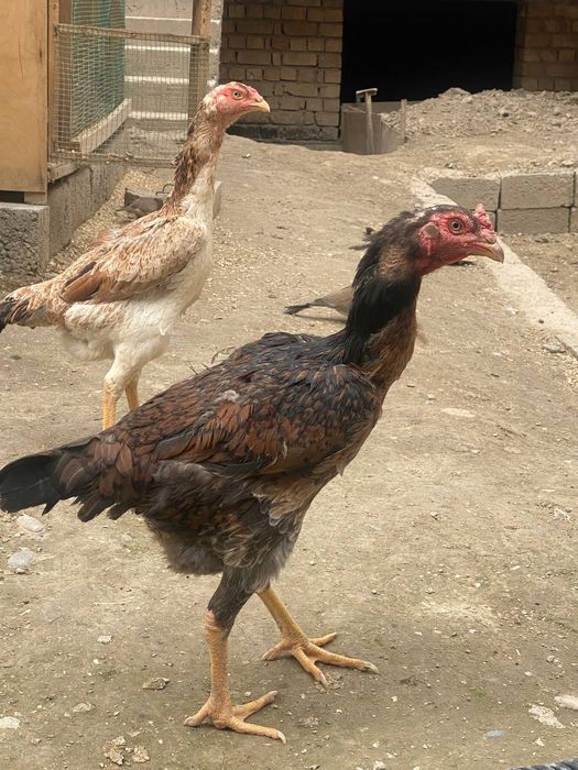 Dakan tovuqlar sotiladi