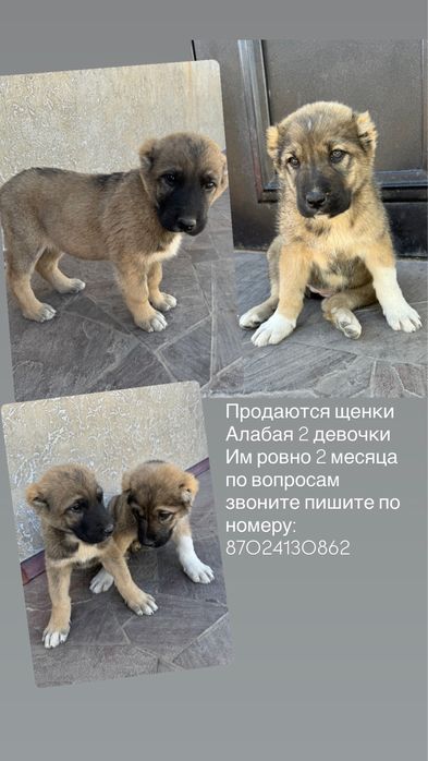 Щенки Алабая кушыктер Алабай