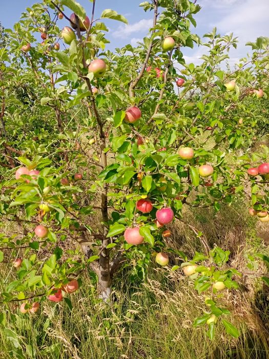 Продам яблоки оптом  с сада цена договорная