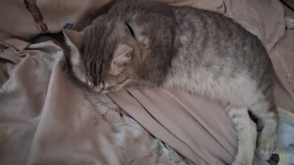 Отдам кошку даром