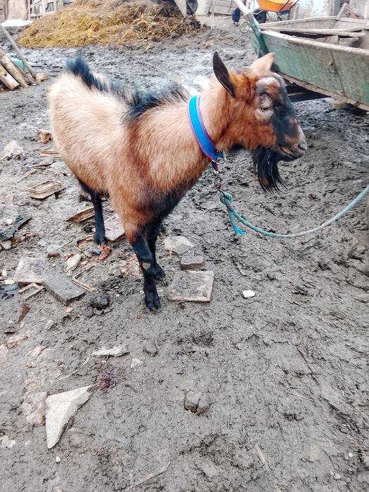 De vânzare Țap Alpin francez original bun de monta