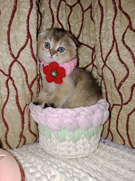 Скоттиш Фолд девочка золотая тикированная Шиншила