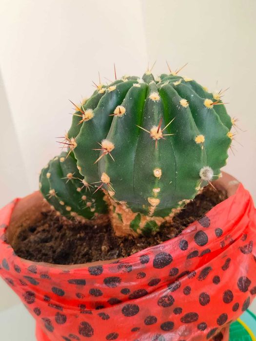 Комнатный цветок Кактус