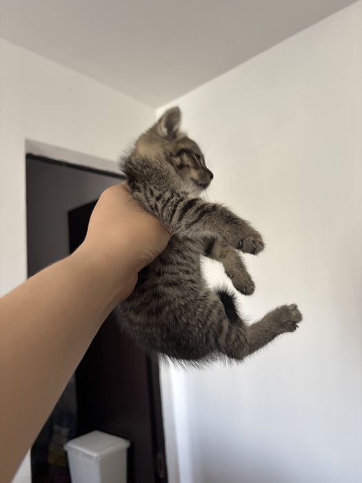 Котенок девочка в добрые руки!!!
