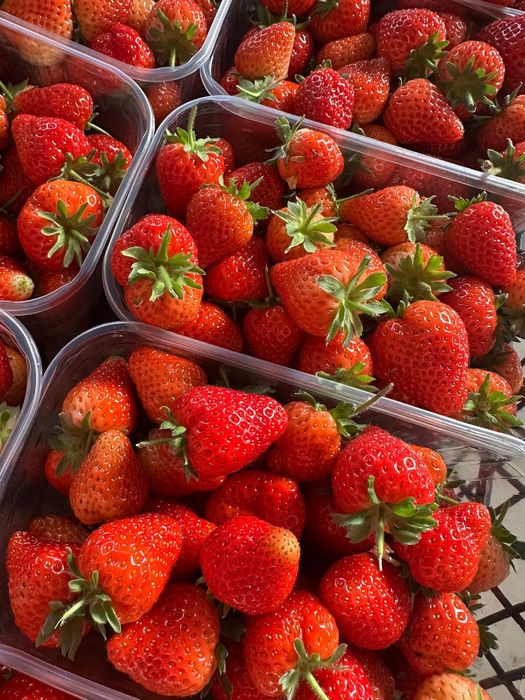 Vand capsuni sere Sarmasag si Bobota productie 2025