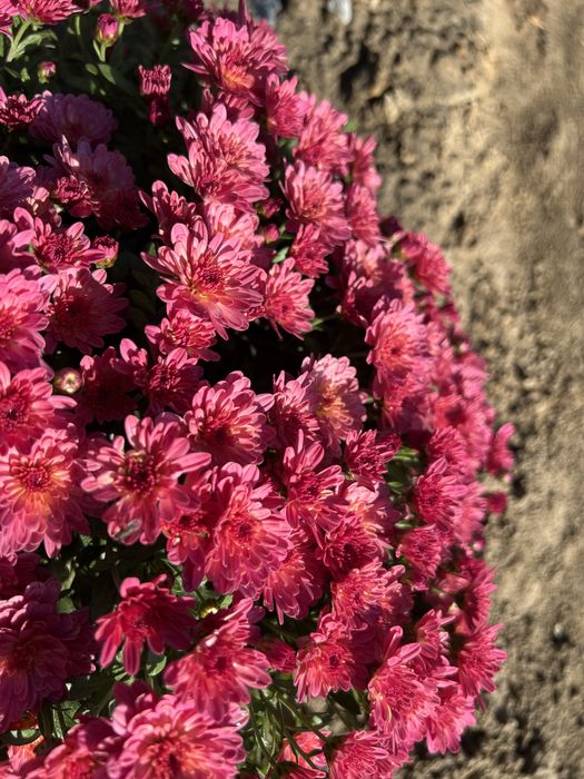 Цветы Хризантема мультифлора