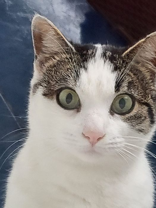 Pisicuta Mariuca cea ochioasa spre adoptie