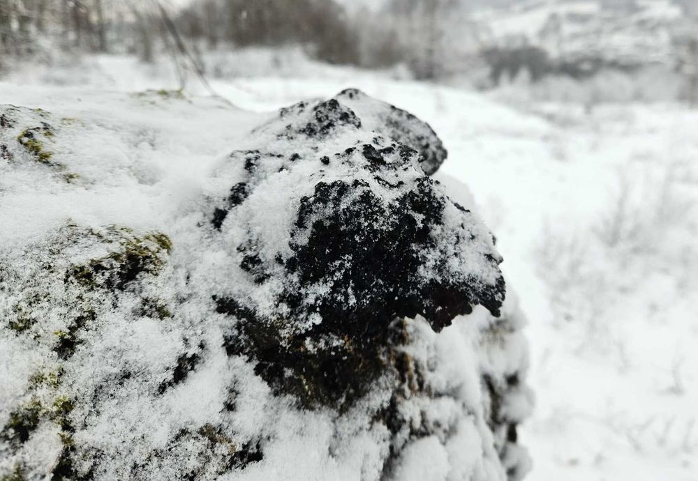 Ciupercă Chaga de mesteacan - 100% naturală, uscată, gata de utilizare