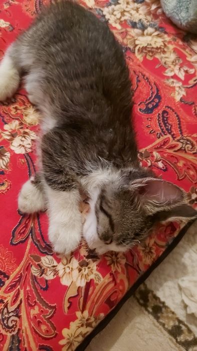 Котенок домашний бесплатно