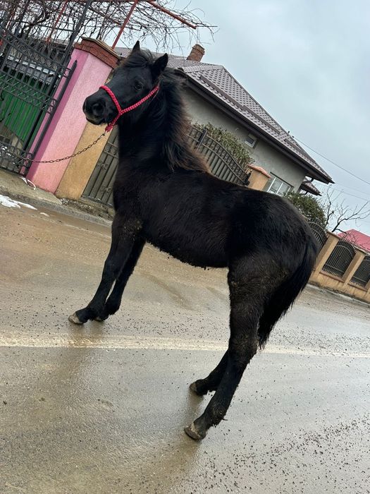 Mânz 8 luni metis din semigreu cu Huțul preț negociabil