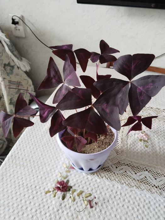 Кислица оксалис бабочка