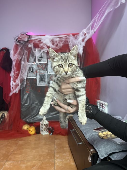 ОТДАМ СРОЧНО  (девочка)