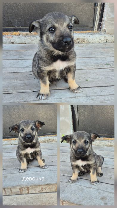 Отдам щенят в добрые руки девочки