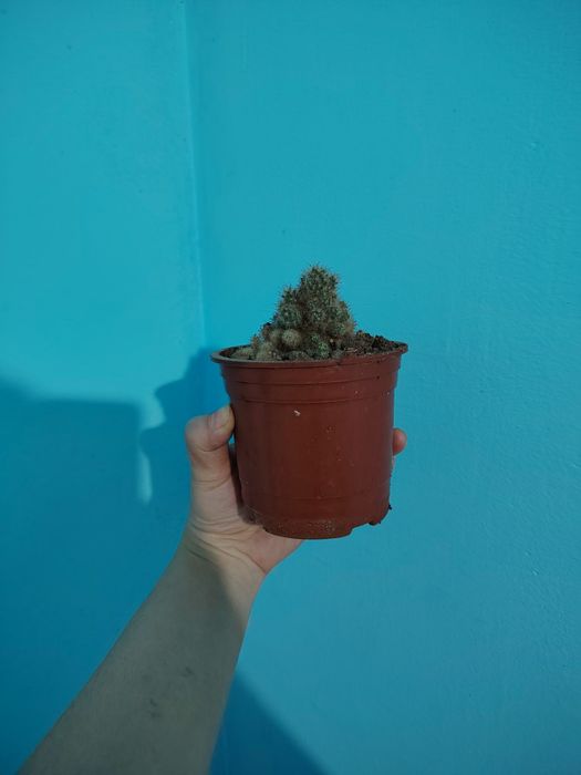 Продается комнатные цветы хона гуллари