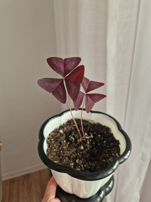 Кислица фиолетовая, оксалис