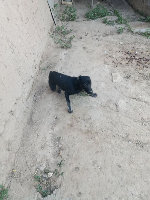 Chupon kuchuk tozza qonli