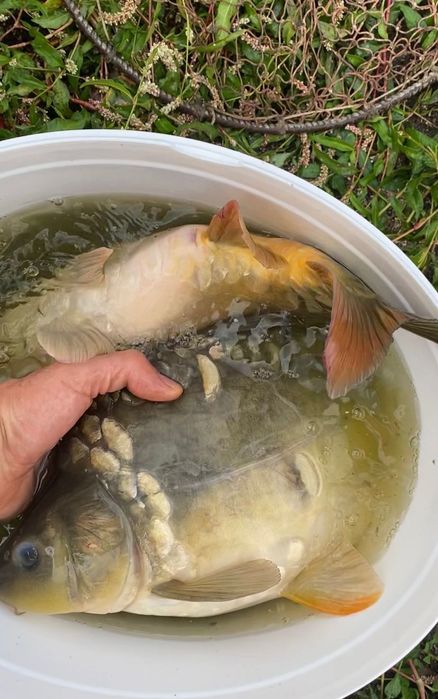 Продавам   Шаран