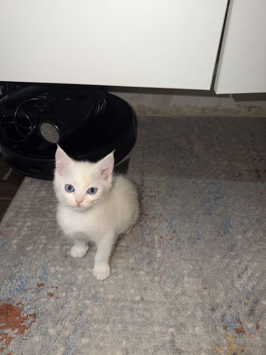 Милый котёнок 2 месяца