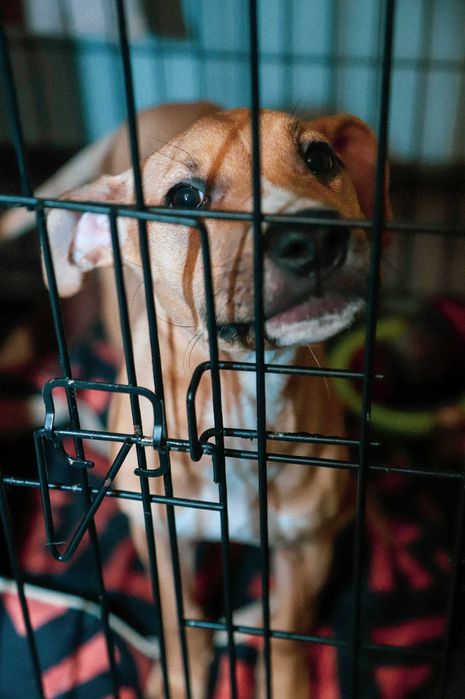 Щенок Американского Питбуля