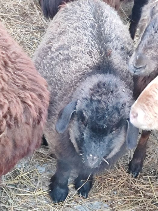 Ешкілер сатылады 4 бас ұрғашы, 1теке