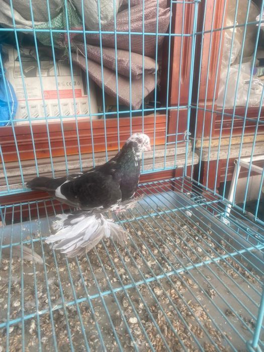 Майля-соч голубка молодая