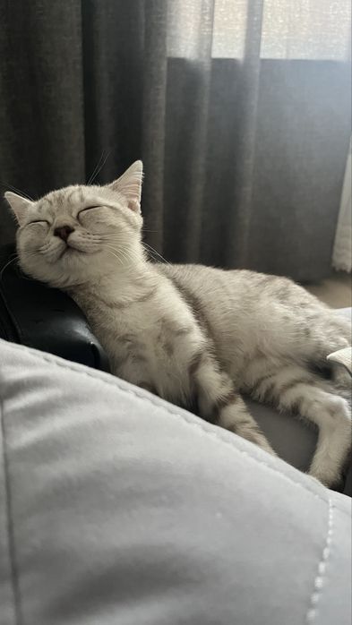Продается британский котенок