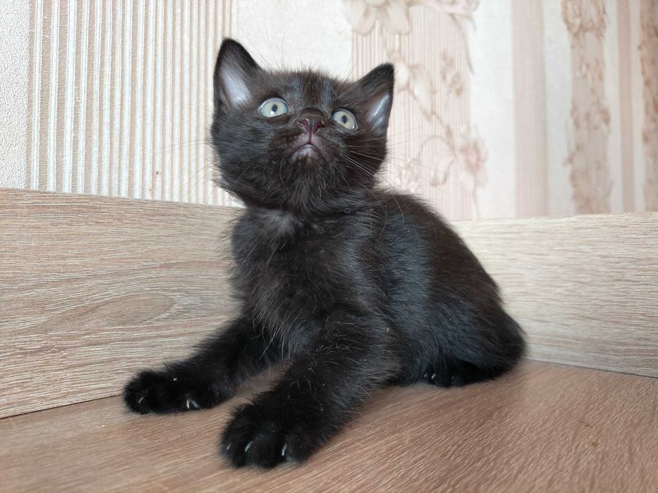 Отдам шотландских котят