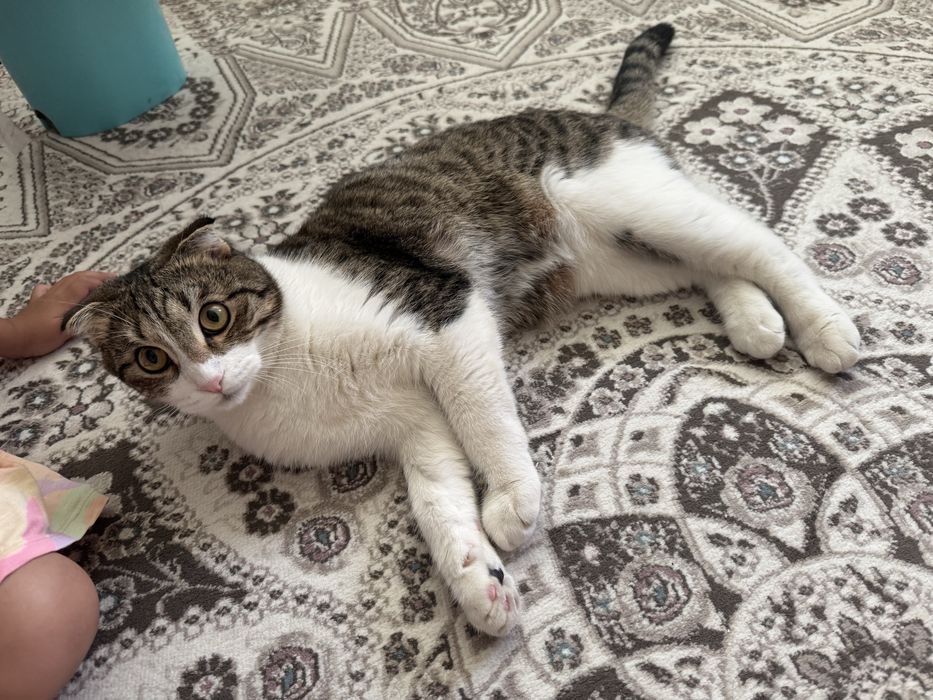 Отдам в добрые руки котенка