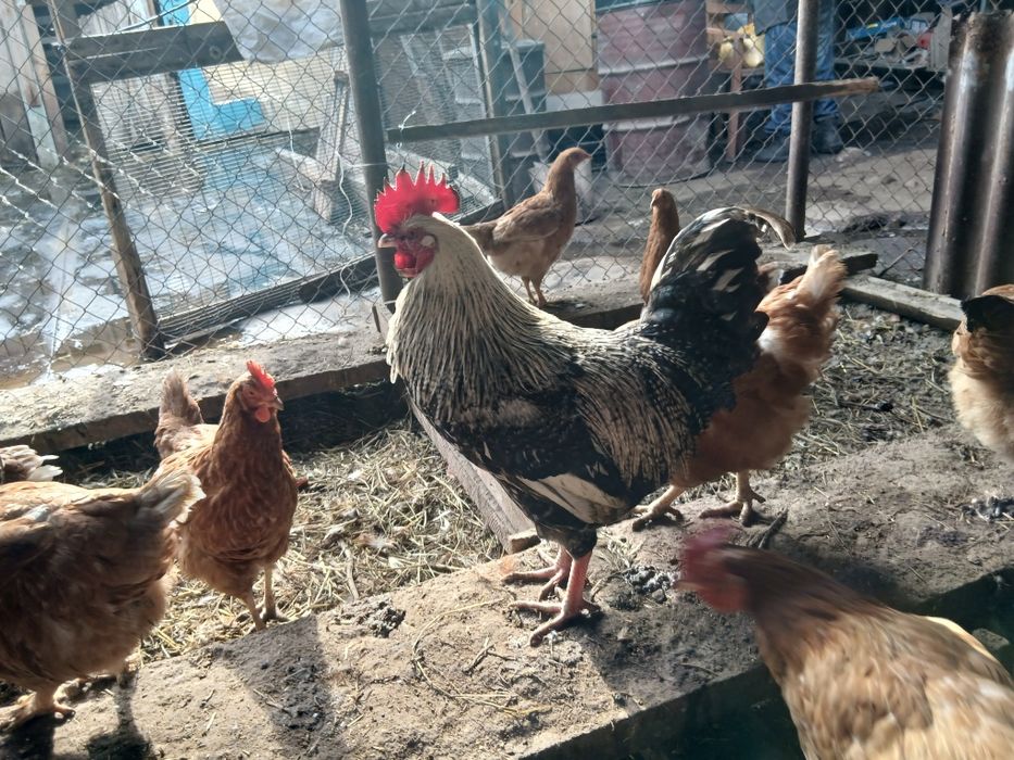 Продается  петух