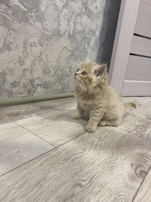 Отдам котят бесплатно
