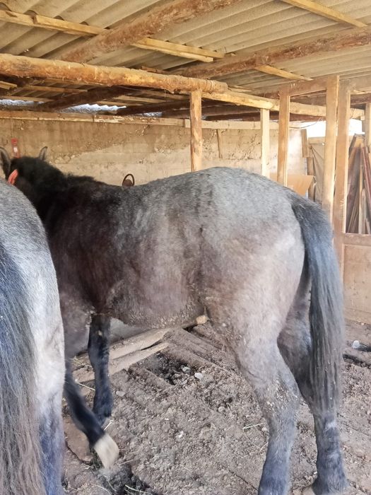 Саудасы бар 2 еркек бір ургашы