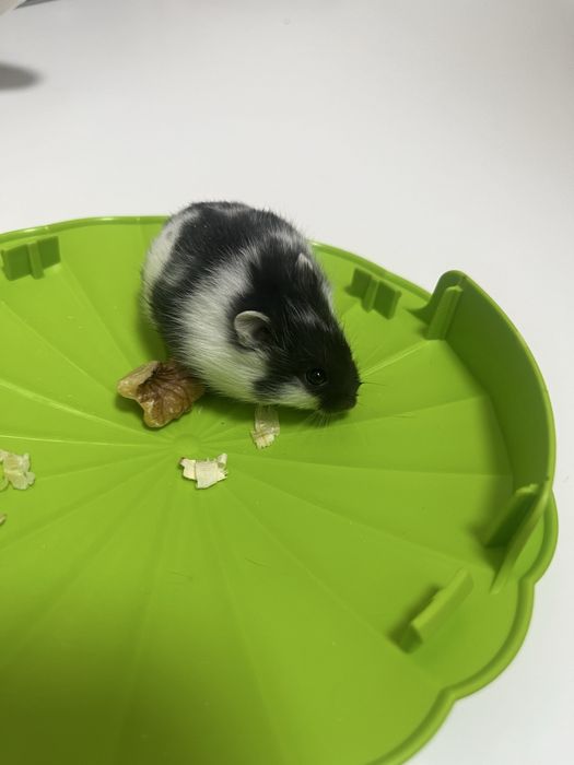 Vand pui de hamster pitic 35 lei bucata