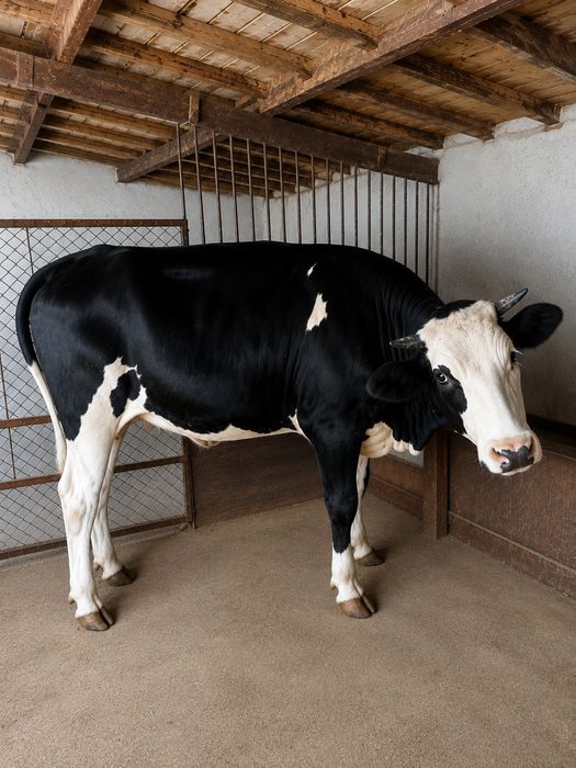 Продавам юница за заплождане